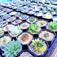 ハオルチア,ハオルチア オブツーサ,多肉植物,ハオルチア属,多肉大好きの画像