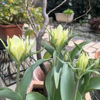 チューリップ,ソフォラ　リトルベイビー,ニャンニャン祭り,mamanyanさんありがとう,mimimiさんありがとうの画像