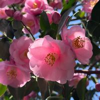 サザンカの画像