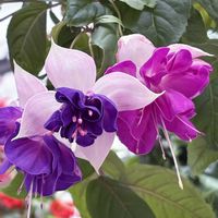 フクシア,フクシア,フオーゲルパークセンターハウス,フオーゲルパークセンターハウス,可愛いの画像