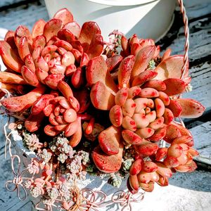 ピンクルルビー,手作り,可愛い,ダイソー多肉,癒しの画像