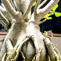 アデニウム,☆りん☆のアデニウムＡ子,☆りん☆のアデニウムＡ子,多肉植物,塊根植物の画像