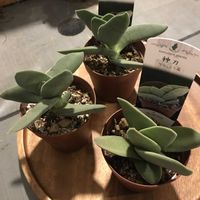 神刀,多肉植物の画像