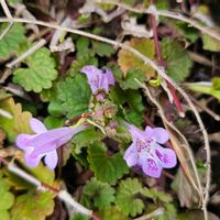 カキドオシの画像