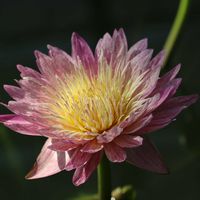 睡蓮,熱帯スイレン,熱帯睡蓮　フォイトーン,温室,掛川花鳥園の画像