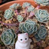 ツメレンゲ,爪蓮華,レウィシア,七福神,子持ち蓮華の画像