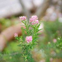 ライスフラワー,福岡,備忘録,癒し…,記録の画像