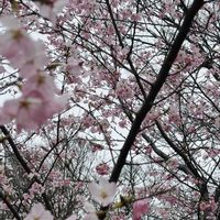 キャットテール,シュガーバイン,観葉植物,さくら 桜 サクラの画像