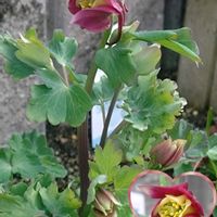 バコパ,オダマキ キリガミ,バコパ　トピア,バコパ　トピア,西洋オダマキキリガミの画像