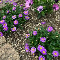 ブラキカム,お花,おうち園芸,庭の画像