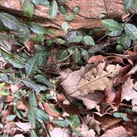 テイカカズラの画像