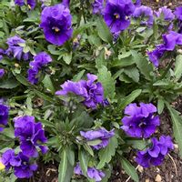 フリル咲きビオラ ’ ミルフル ’,お花,おうち園芸,庭の画像