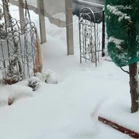 芝生,花壇.,ヒューケラドルチェ花壇,右柵,左柵の画像