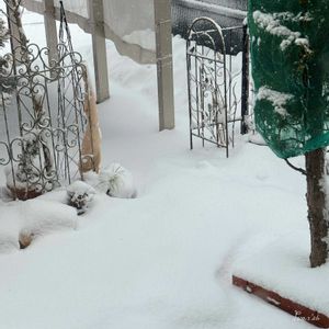 芝生,花壇.,ヒューケラドルチェ花壇,右柵,左柵の画像