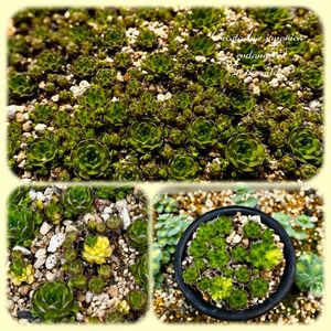 ツメレンゲ,爪蓮華,多肉植物,多肉大好き,オロスタキス属の画像