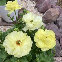 ラナンキュラス　ラックス,ラナンキュラスラックス ハリオス,球根,お花,おうち園芸の画像