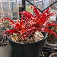 アロエ,アロエ,キャメロニー,アロエ カメロニー,アロエ キャメロニーの画像