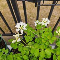 レンゲソウ,レンゲソウ(白),鉢植え,明るい日陰,プランターの画像