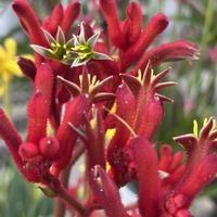 カンガルーポー,オージープランツ,春が待ち遠しい,沼ノ上農園の画像