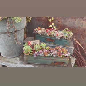 多肉植物,リメイク缶,多肉寄せ植え,no green no life,植物のある暮らしの画像