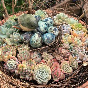 アリッサム,多肉植物,リース,多肉寄せ植え,多肉リース寄せの画像