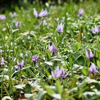 カタクリ,カタクリ,カタクリ,カタクリ,カタクリの画像