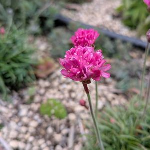 ロドレイア,シャクナゲモドキ,アルメリア(ハマカンザシ),いつもありがとう♡,花のある暮らしの画像