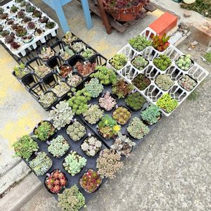 多肉植物,ガーデニング,もりもり多肉の画像