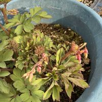 タイツリソウ,ガーデニングの画像