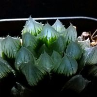 ハオルチア,クーペリー,多肉植物,ハオルチア属,透明な窓の画像