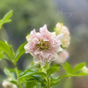 クリスマスローズ,花郷園,ナチュラルガーデン,ジャンクガーデン,シェードガーデンの画像