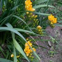 カランコエ,チューリップ,フリージア,よつばのクローバー,ニオイアラセイトウの画像