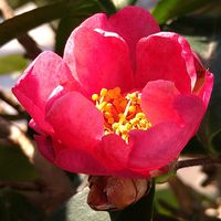 サザンカ,サザンカ,ツバキ,ツバキ,ツバキの画像