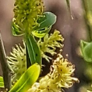 ヤナギ,シダレヤナギ,タガラシ,タガラシ（田辛子）,シダレヤナギの花の画像