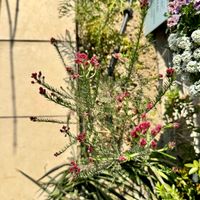 ライスフラワー,テラスの画像