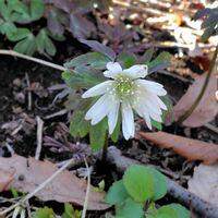 フクジュソウ,タチツボスミレ,ユキワリイチゲ,リュウノヒゲ,キムジロの画像