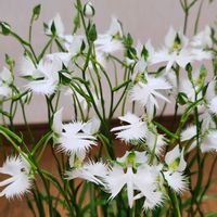 サギソウ,サギソウ,可愛い❤,球根を植える,庭の画像