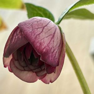 クリスマスローズ,ヘレボルス,おうち園芸の画像