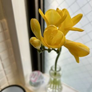 フリージア,一輪挿し,黄色い花,花のある暮らし,今日のお花の画像