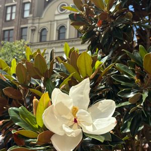 タイサンボク,オーストラリアの画像