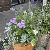 ラベンダー,アイビー,ビオラ,鉢植え,地植えの画像