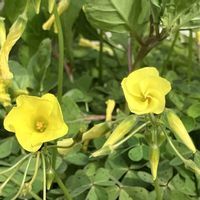 カタバミ,カタバミ,ご近所,野に咲く花,マイペースにの画像