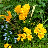 スイセン,ノースポール,フリージア,フリージア,フリージアの画像