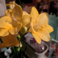 フリージア,フリージア,フリージア,フリージア,雪割草の画像