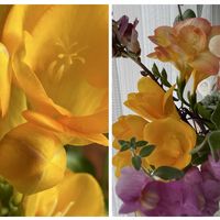 フリージア,ブルーベリー,レンギョウ,クレマチス ペトリエイ,ハーバリウム☆の画像