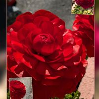 チューリップ,デージー,ハボタン,ラナンキュラス,オトメツバキの画像