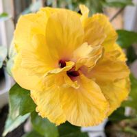 ハイビスカス,ハイビスカス　アドニスダブルイエロー,いつもありがとう♡の画像