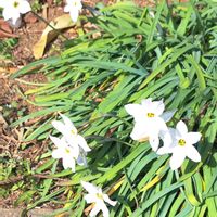 ハナニラ,ヒマワリ,ハナニラ(イフェイオン),散歩,お散歩の画像