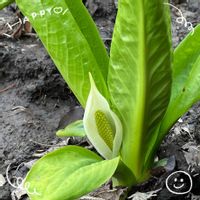 ミズバショウ,お花大好き♡,復興祈願,座禅草,今日も笑顔で♡の画像