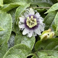 パッションフルーツ,パッションフルーツの蕾,パッションフルーツの蕾,パッションフルーツ花,果物の画像